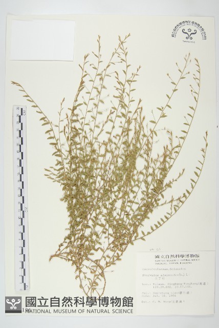 土丁桂藏品圖，第4張