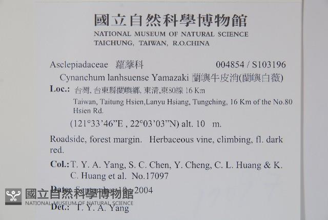 蘭嶼牛皮消、蘭嶼白薇藏品圖，第2張