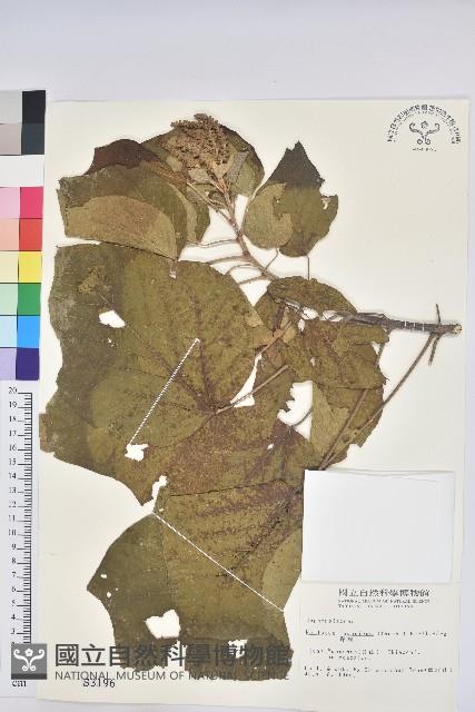 野桐藏品圖，第1張