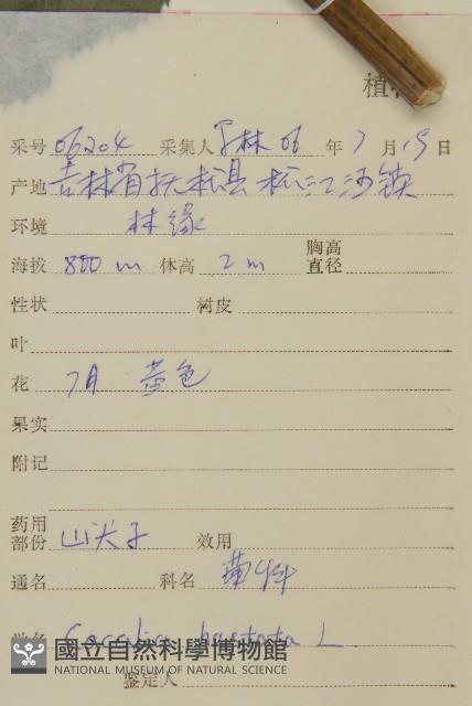 山尖子藏品圖，第2張