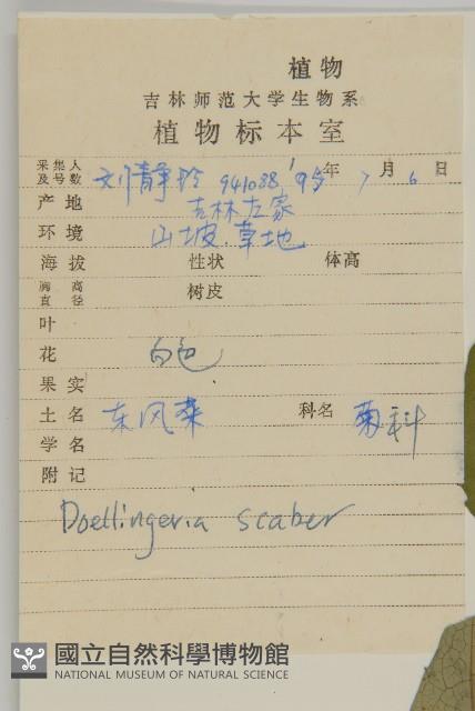 東風菜藏品圖，第2張