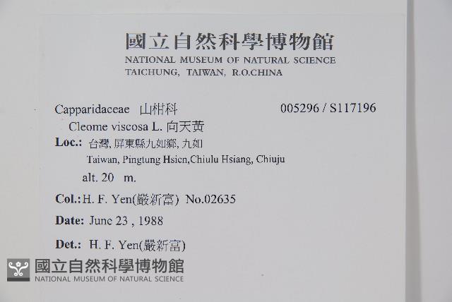 向天黃藏品圖，第2張