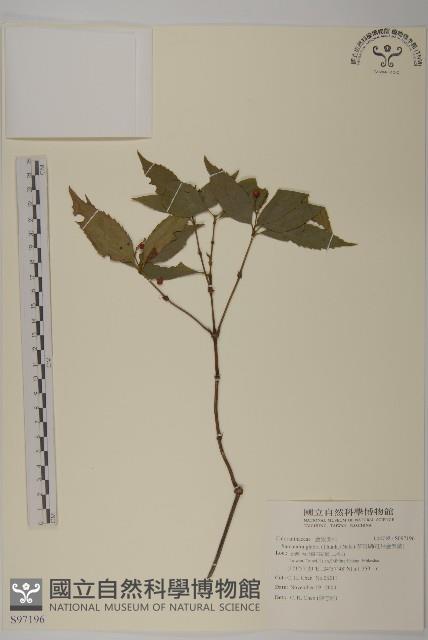 草珊瑚、紅果金粟蘭藏品圖，第1張