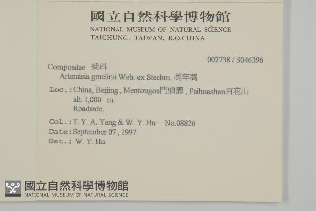 白蓮蒿藏品圖，第2張