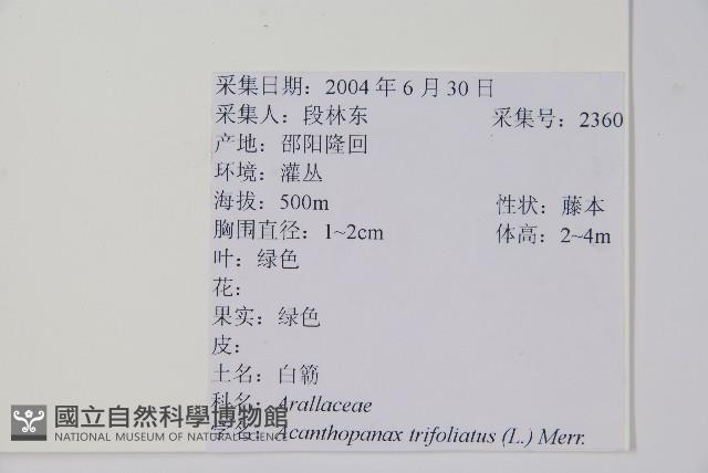 三葉五加、三加皮藏品圖，第2張