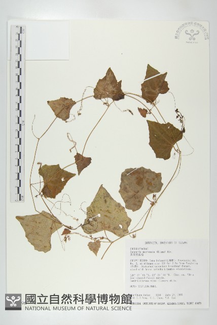 黑果馬交兒藏品圖，第1張