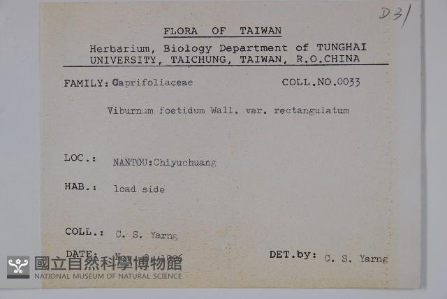 狹葉莢迷藏品圖，第2張