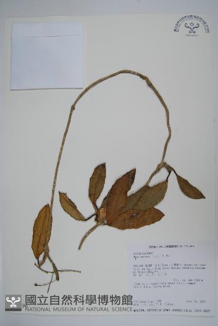 毬蘭藏品圖，第1張