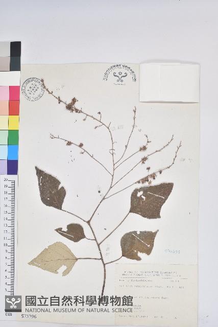 白匏子藏品圖，第1張