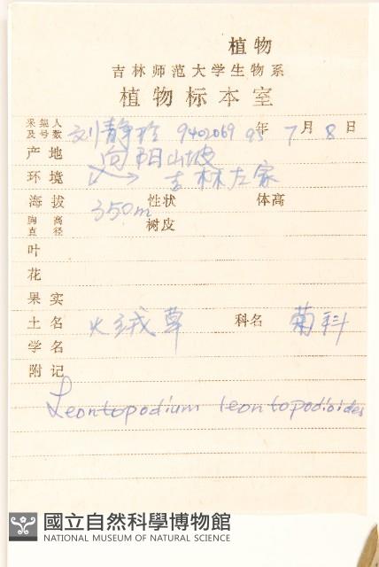 火絨草藏品圖，第2張