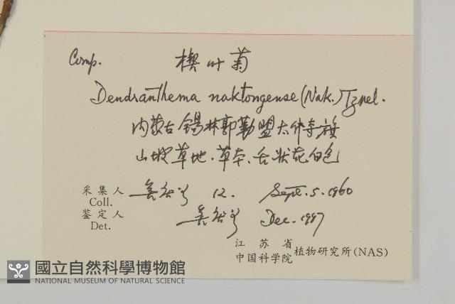 楔葉菊藏品圖，第2張