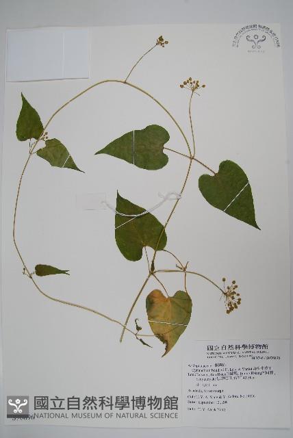 薄葉牛皮消藏品圖，第1張