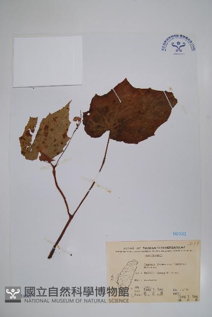 水鴨腳藏品圖，第1張