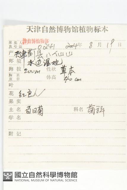 百日菊藏品圖，第2張