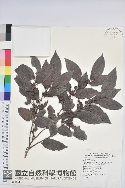 披針葉饅頭果藏品圖，第1張