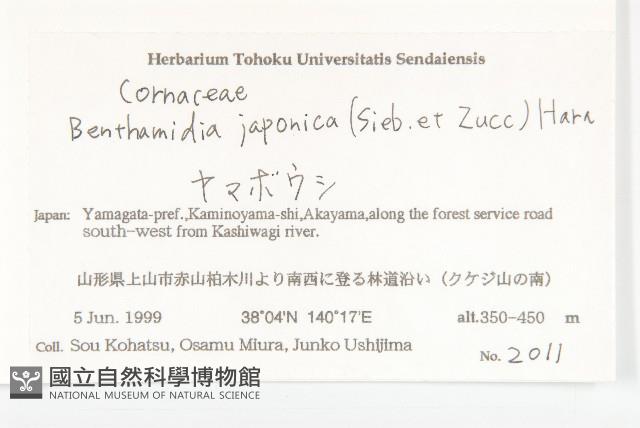 四照花藏品圖，第2張