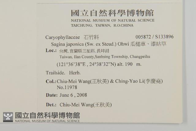 瓜槌草、漆姑草藏品圖，第2張