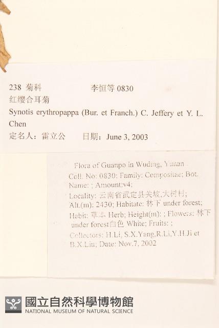 紅纓合耳菊藏品圖，第2張