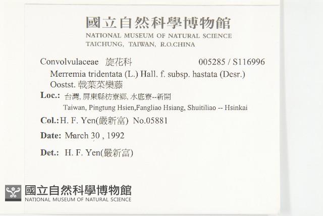 戟葉菜欒藤藏品圖，第2張