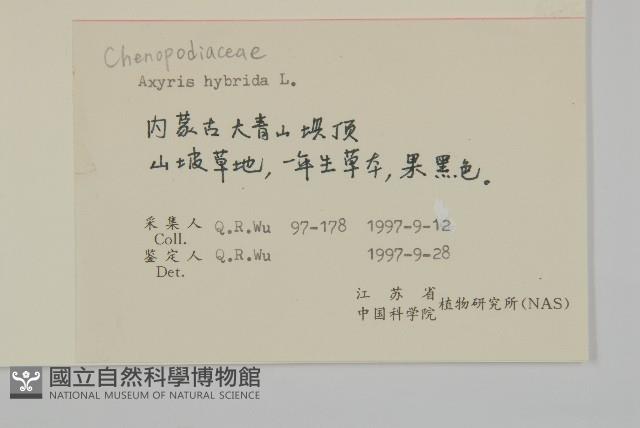 雜配軸藜藏品圖，第2張