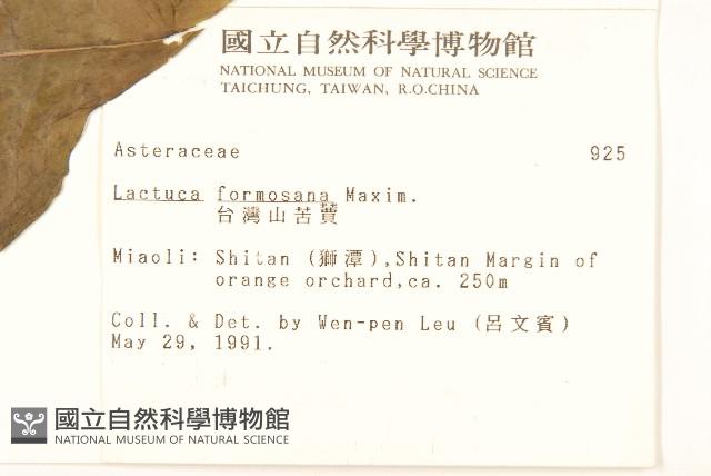 臺灣山苦苣藏品圖，第2張