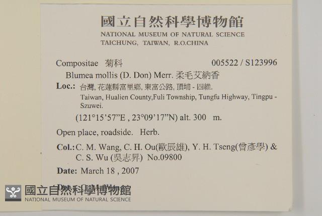 柔毛艾納香藏品圖，第2張