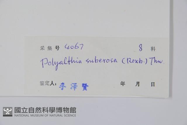 暗羅、雞爪樹藏品圖，第2張