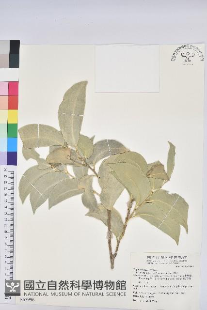 鐵色藏品圖，第1張