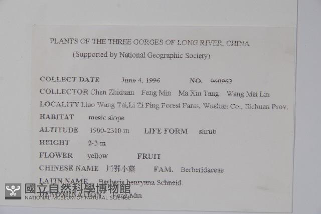 巴東小檗藏品圖，第2張