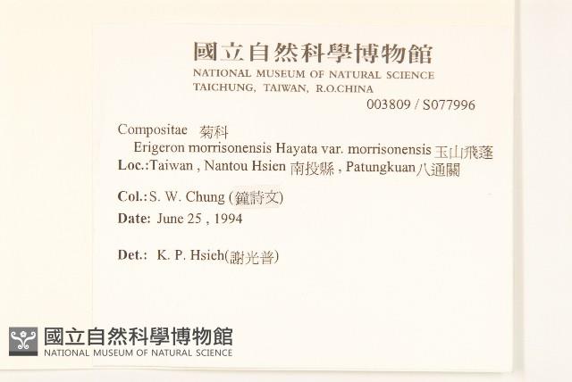 玉山飛蓬藏品圖，第2張