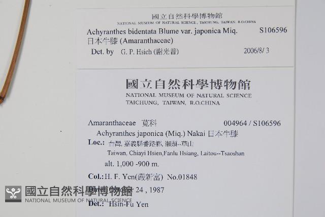 日本牛膝藏品圖，第2張