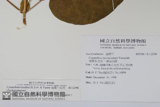 薄葉牛皮消藏品圖，第2張