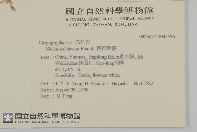 西南繁縷藏品圖，第2張