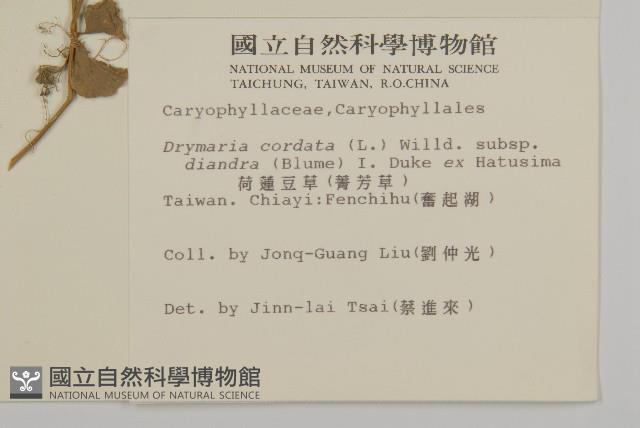 荷蓮豆草、菁芳草藏品圖，第2張