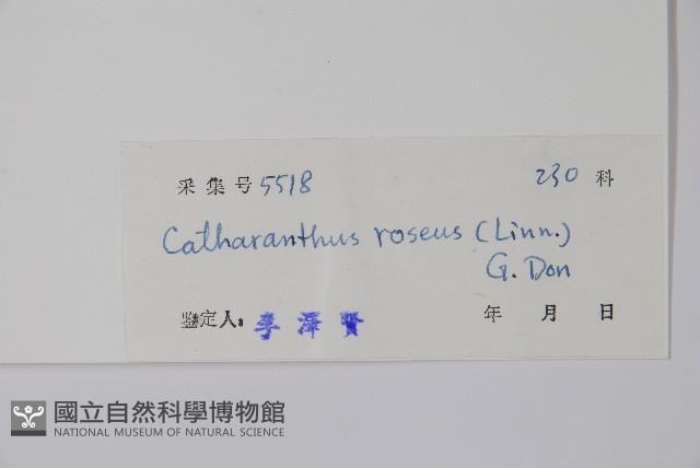 長春花藏品圖，第2張