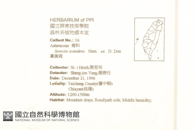 蔓黃菀藏品圖，第2張
