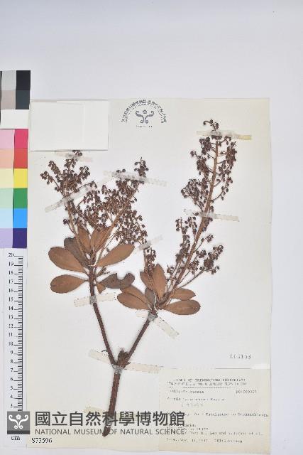 臺灣馬醉木藏品圖，第1張