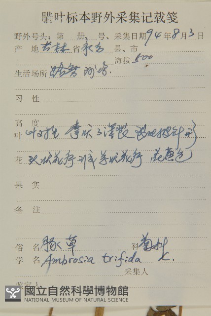 三裂豚草藏品圖，第2張