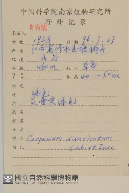 煙管草藏品圖，第2張