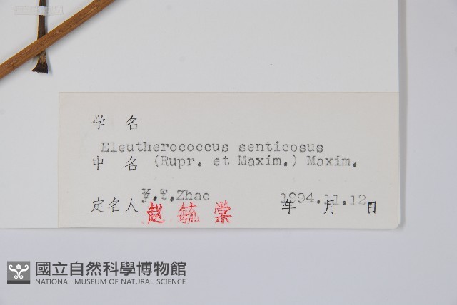 刺五加藏品圖，第2張