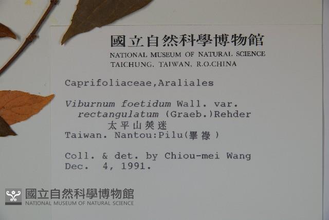 狹葉莢迷藏品圖，第2張