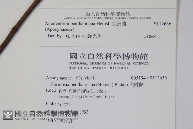 大錦蘭藏品圖，第2張