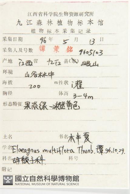 木半夏藏品圖，第2張