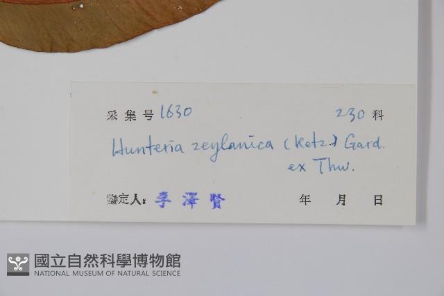 仔欖樹藏品圖，第2張