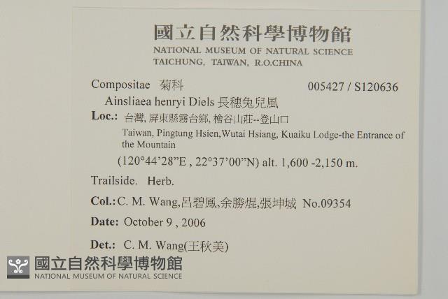 長穗兔兒風藏品圖，第2張