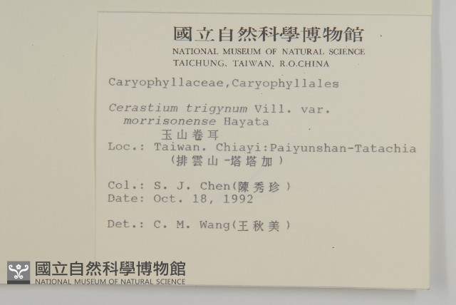 玉山卷耳藏品圖，第2張