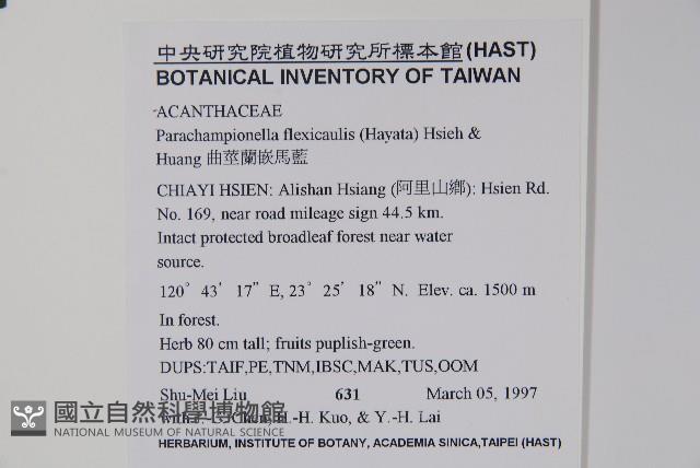 曲莖馬藍藏品圖，第2張