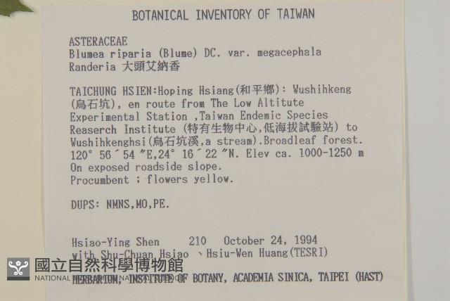 大頭艾納香藏品圖，第2張