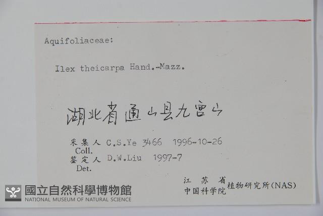 茶果冬青藏品圖，第2張