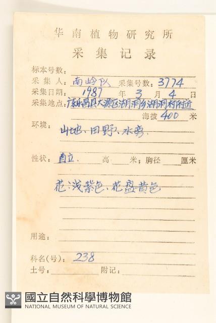 白頂飛蓬藏品圖，第2張